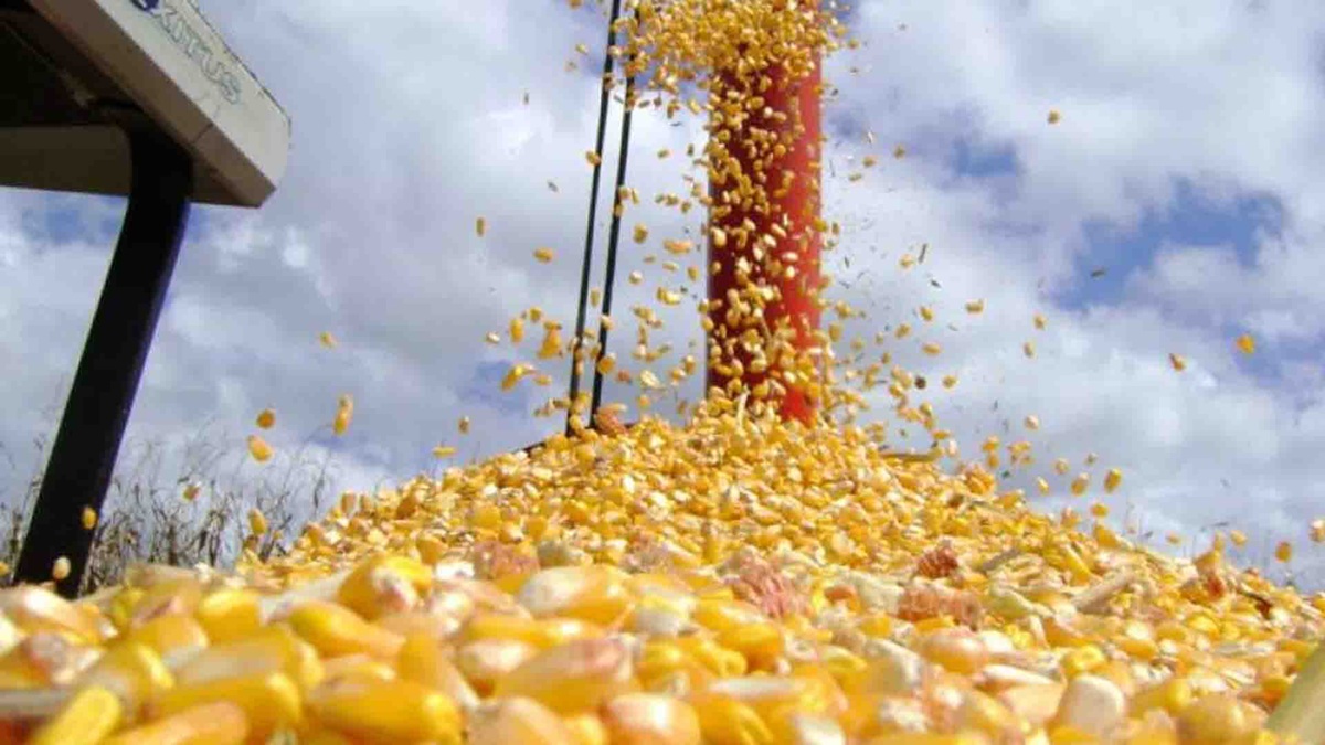 O Irã se consolidou como um dos principais destinos do cereal brasileiro