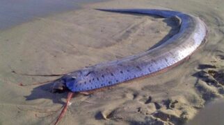 Apesar da lenda japonesa que o associa a terremotos e tsunamis, estudos científicos indicam que o chamado "peixe do juízo final" não prevê desastres naturais