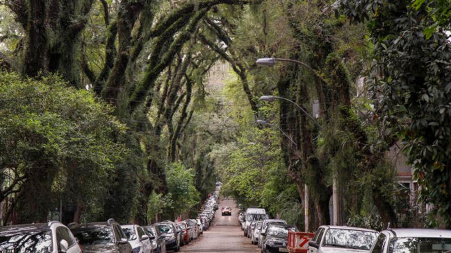 Essa combinação entre natureza exuberante e ambiente urbano transformou o lugar em um dos cartões-postais mais curiosos da cidade.