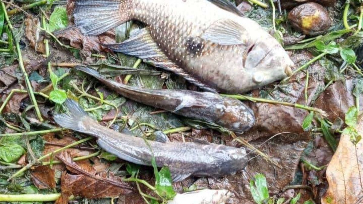 Mortandade de peixes foi registrada na foz do Rio Maresias após denúncia formal /PMSS