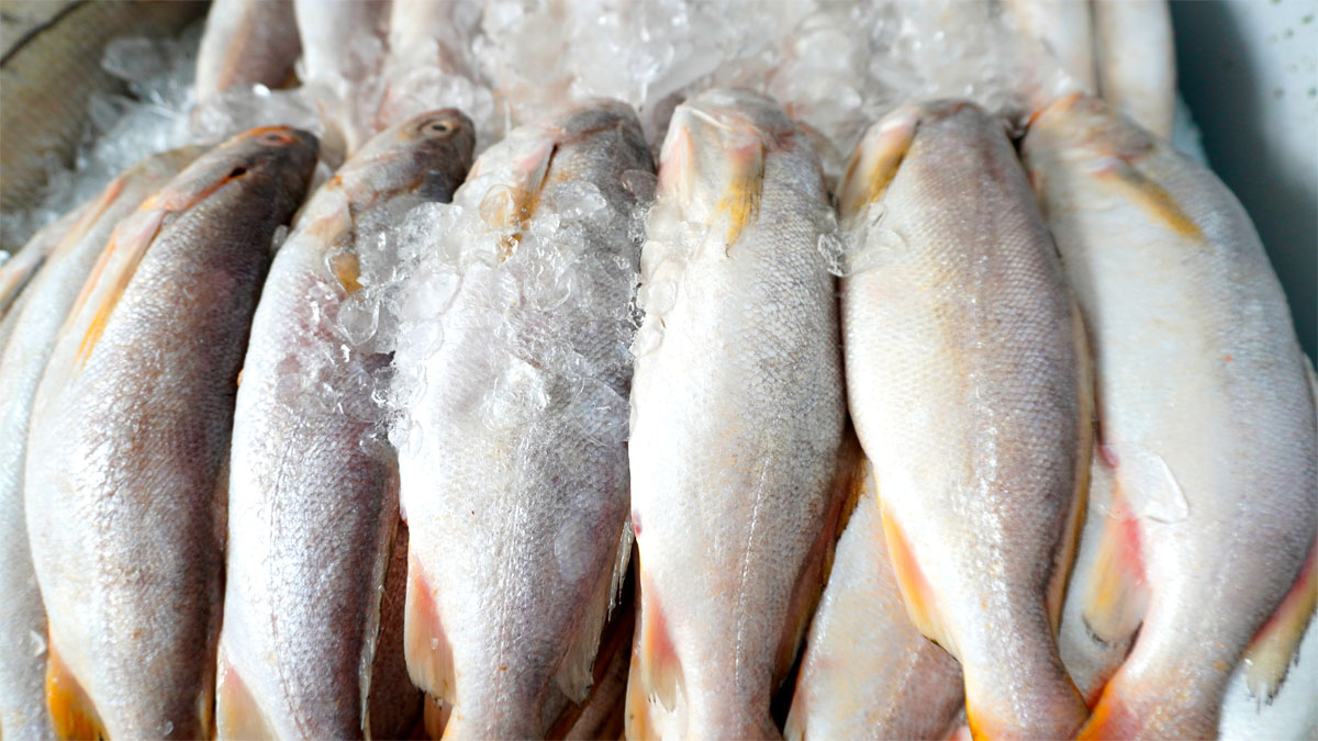 Com a aproximação da Semana Santa, consumidores já começam a se preparar para as tradicionais refeições à base de peixe.