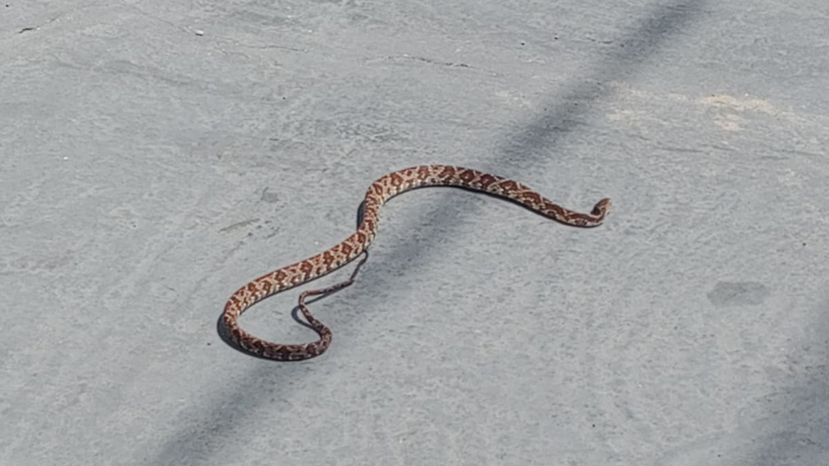 A Bothrops jararaca é a serpente mais comum no Sudeste brasileiro / Gustavo Carvalho