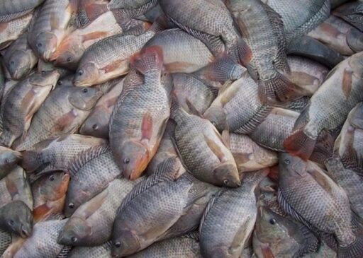 Pesqueiro já liberou mais de 2,5 toneladas de tilápia - e foi só começo