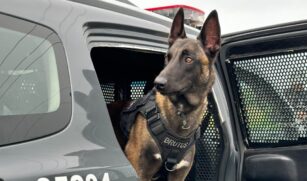 Atualmente, a corporação conta com um efetivo de cerca de 290 cães treinados