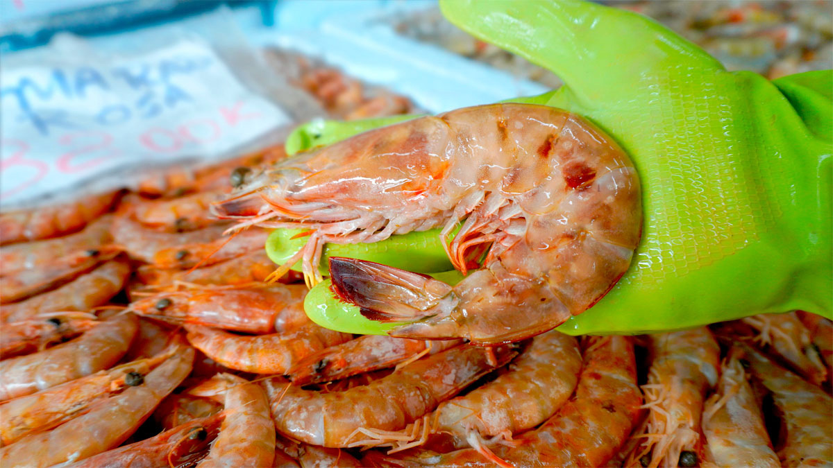 Além da apreensão, as multas aplicadas ultrapassam R$ 300 mil, reforçando o rigor das autoridades contra práticas ilegais.