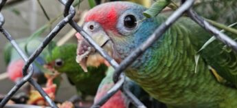 Os animais foram vítimas de uma tentativa de tráfico internacional de fauna silvestre registrada no final do ano passado