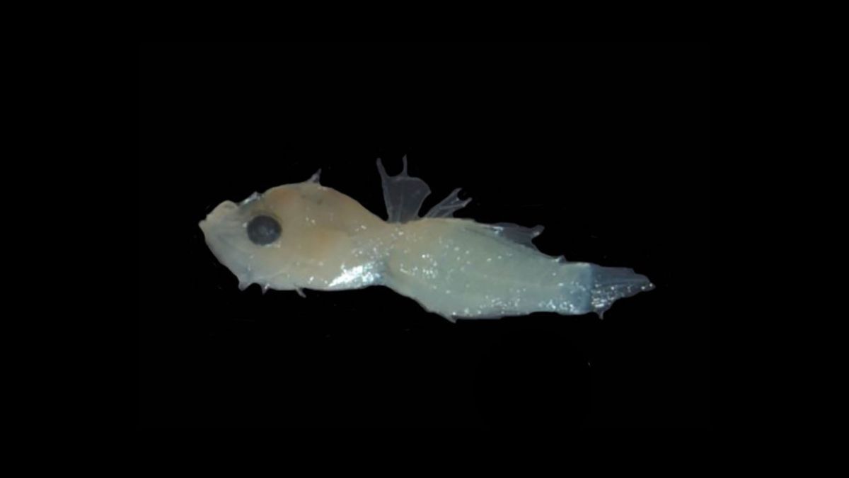 Durante uma expedição científica, pesquisadores capturaram uma larva de 3,9 milímetros e aproximadamente nove dias de vida / Divulgação