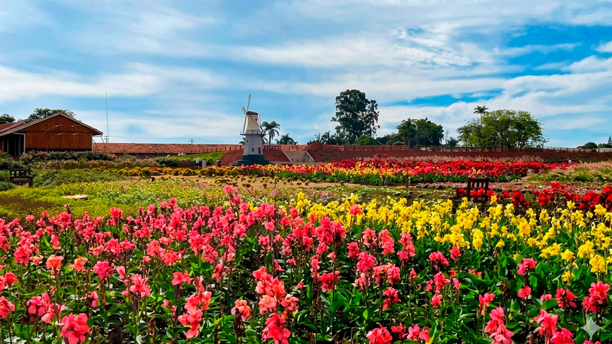 A virada veio na década de 1960, quando os imigrantes passaram a cultivar flores. Divulgação
