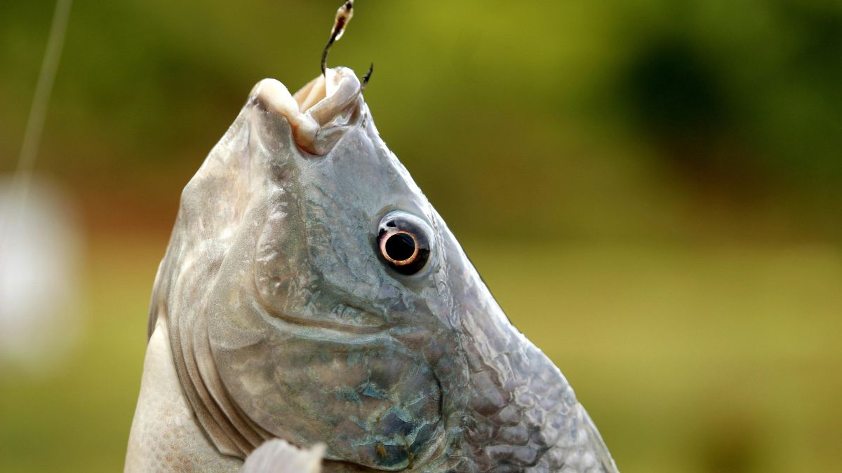 Minas Gerais cresceu 28% na produção de tilápia em um único ano e ocupa hoje a terceira posição no ranking nacional. Mesmo assim, o estado registrou em fevereiro de 2026 a primeira compra do peixe importado desde 1997 um sinal de que produzir bem não é suficiente quando a concorrência chega com custos menores/Pexels