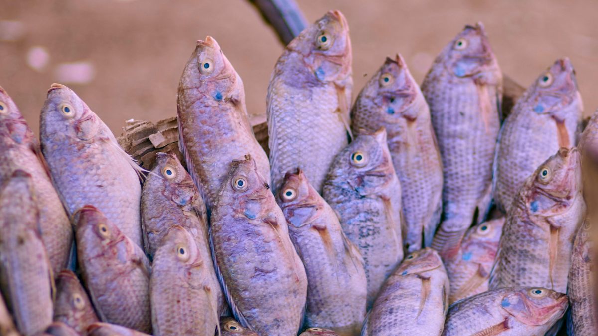 O filé vietnamita chega ao mercado brasileiro com preço mais competitivo, fruto de produção em larga escala e custos operacionais reduzidos. Em fevereiro de 2026, o Brasil importou mais de 1,3 mil toneladas do produto volume equivalente a cerca de 4,1 mil toneladas de peixe vivo/Pexels