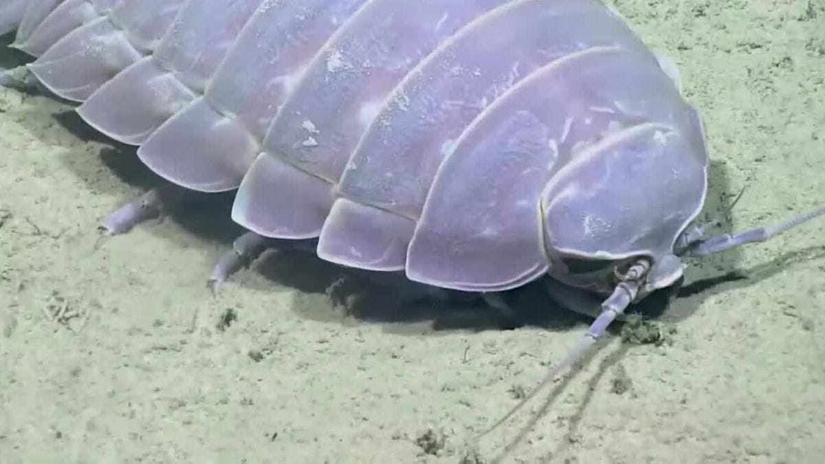 Conheça os isópodes e anfípodes, os necrófagos que transformam carcaças de baleias em energia no fundo do mar