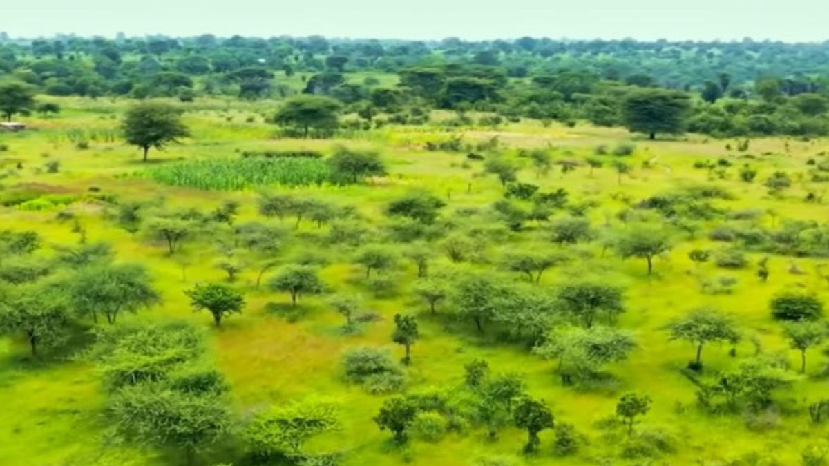 Nenhuma muda foi plantada aqui. Tudo que você vê nasceu de raízes que se recusaram a morrer. / Youtube Planet Wild
