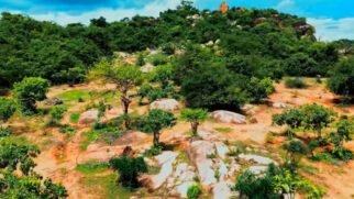 Enquanto campanhas de plantio falham, uma técnica ancestral mostra resultados que a ciência confirma
