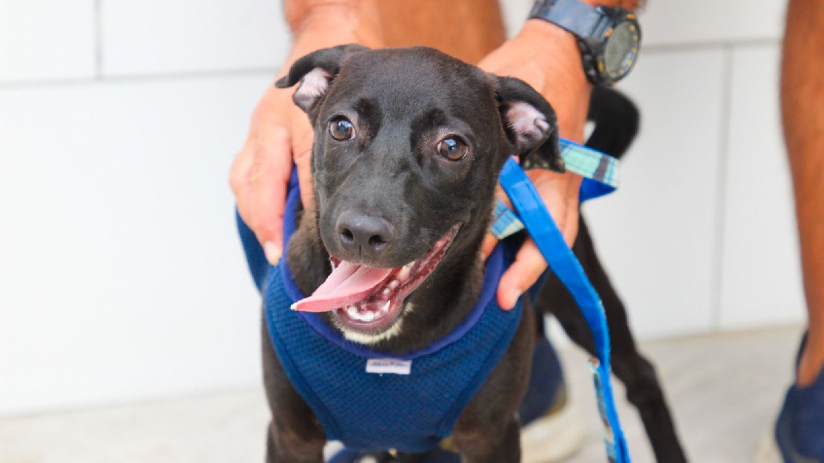 Desde julho de 2025, mais de 300 animais foram resgatados em situações de maus-tratos