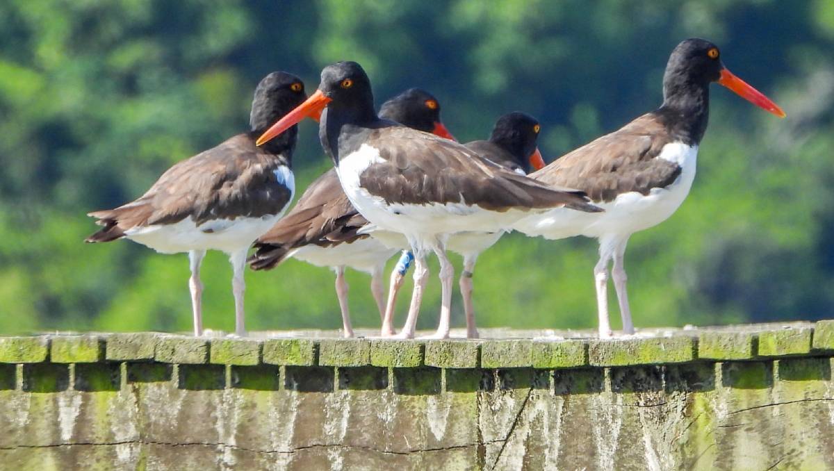 O registro traz uma informação inédita sobre a espécie no território paulista