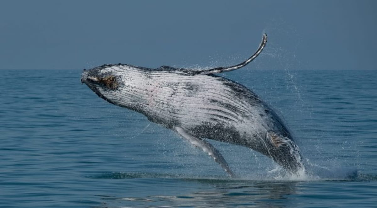 O programa é baseado na observação de baleias-jubarte no Canal de São Sebastião, fenômeno natural que ocorre entre maio e agost