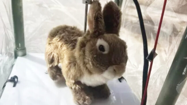 Os coelhos robóticos são projetados para enganar os sentidos apurados das pítons