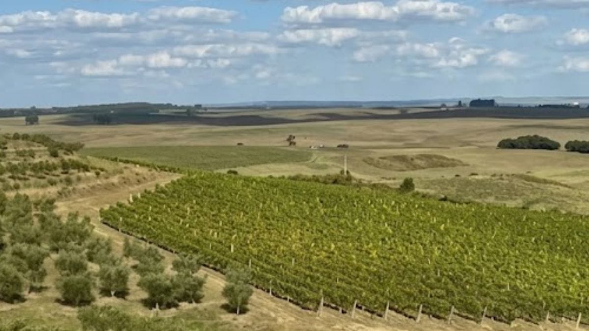 Propriedade abriga vinhedos com uvas como merlot, cabernet sauvignon, pinot noir e chardonnay /Reprodução