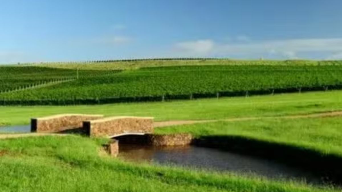 Fazenda também cultiva oliveiras para produção própria de azeite /Reprodução