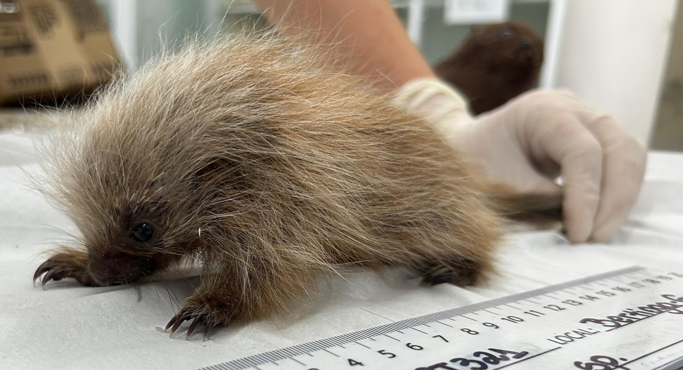 Ele permanece sob monitoramento contínuo da equipe técnica do Gremar, recebendo todos os cuidados necessários para seu desenvolvimento e reabilitação.