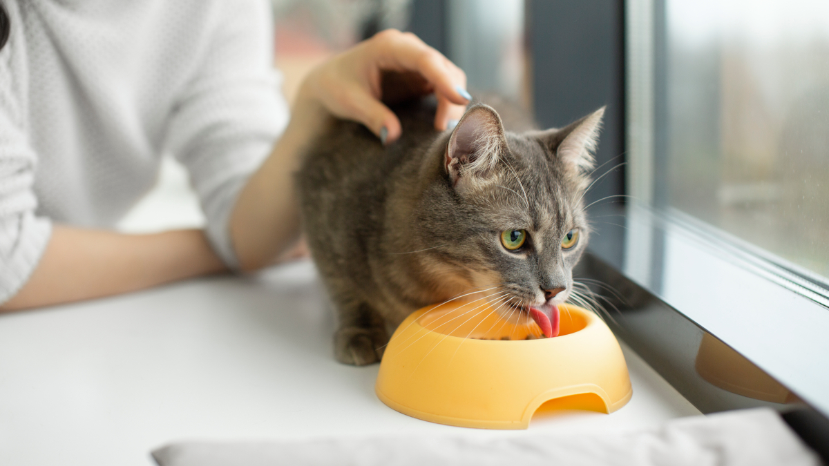O simples fato de sentirem o cheiro de uma comida diferente foi o suficiente para recuperar o apetite dos animais / Freepik