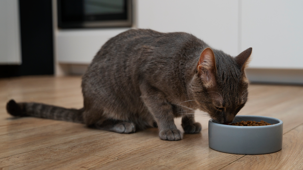 A descoberta abre caminhos importantes para o tratamento de gatos que enfrentam dificuldades / Freepik