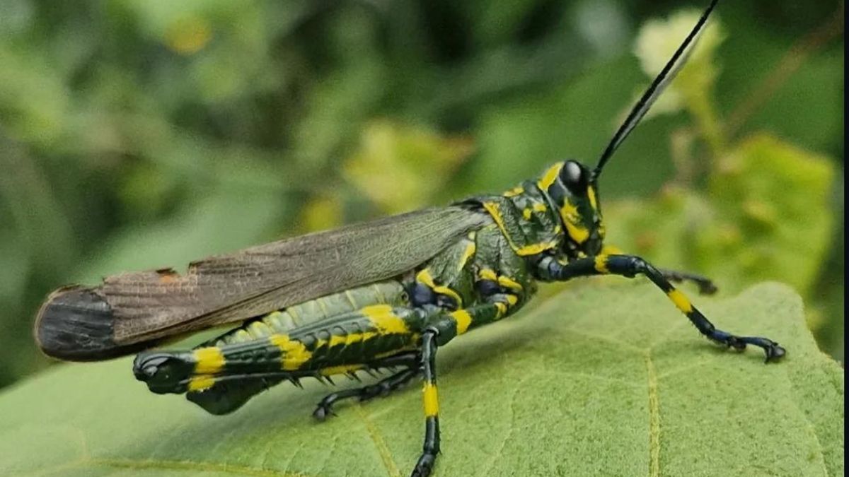 Um gafanhoto verde e amarelo foi encontrado no bairro do Guaraú, em Peruíbe