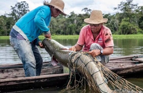 A pesca do pirarucu está liberada em rios e lagos do Distrito Federal (DF) e de Goiás (GO)