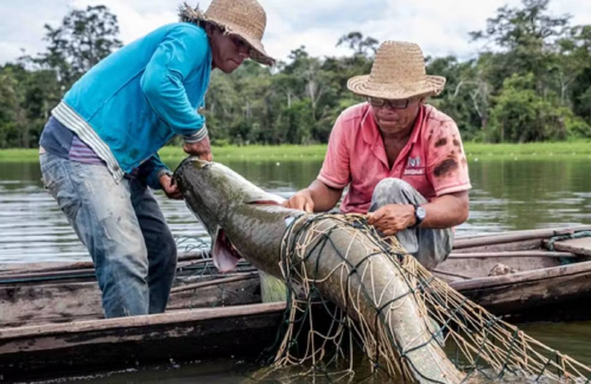 Fora da Amazônia, o pirarucu é considerado invasor e pode ameaçar espécies nativas/Divulgação