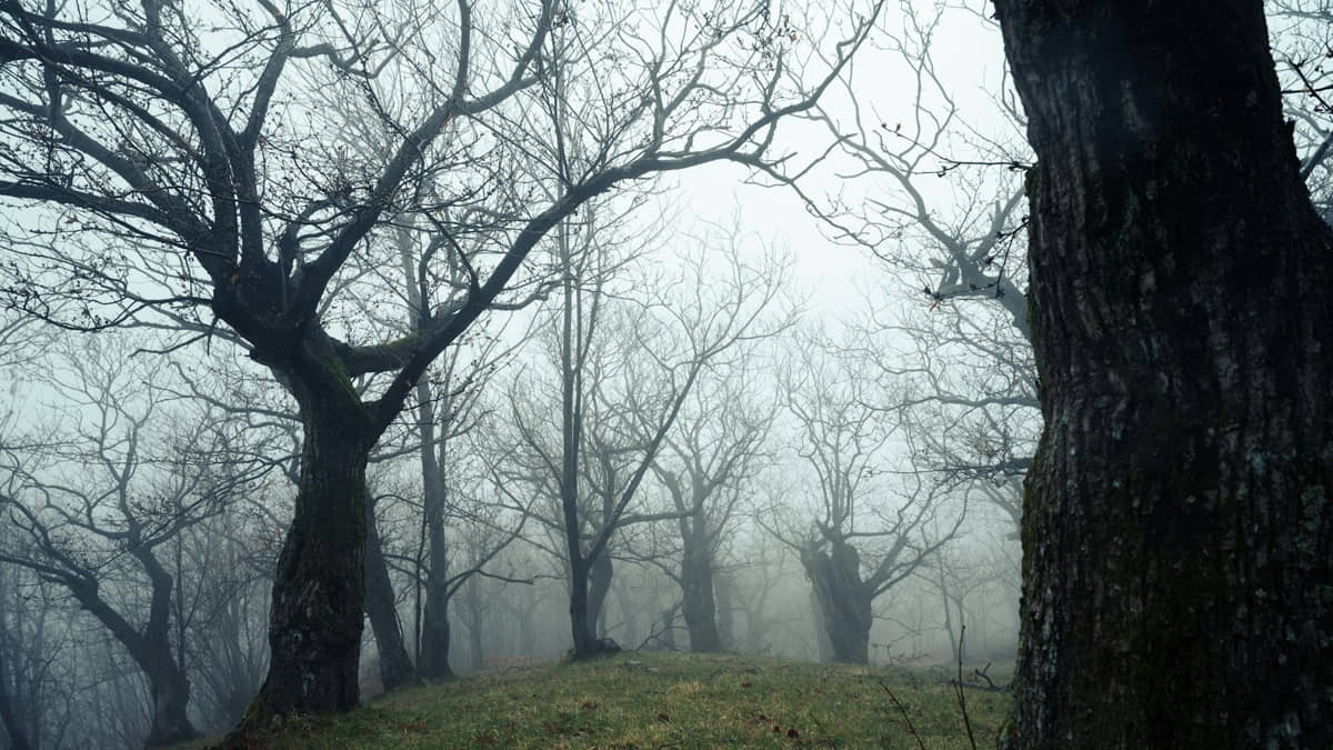 Imagem ilustrativa da floresta Hoia Baciu, na Romênia, com seu ar místico e misterioso