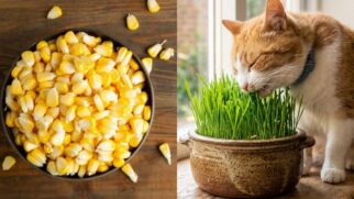 O passo a passo simples para cultivar o