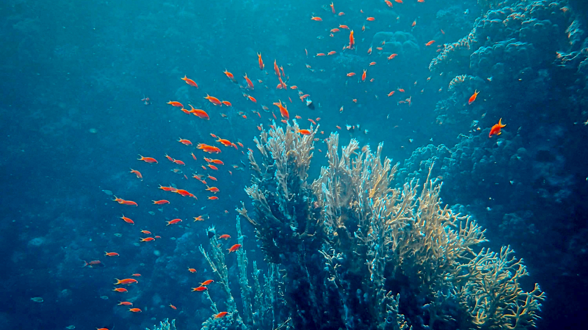 O zooplâncton ingere esses resíduos ininterruptamente, 24 horas por dia