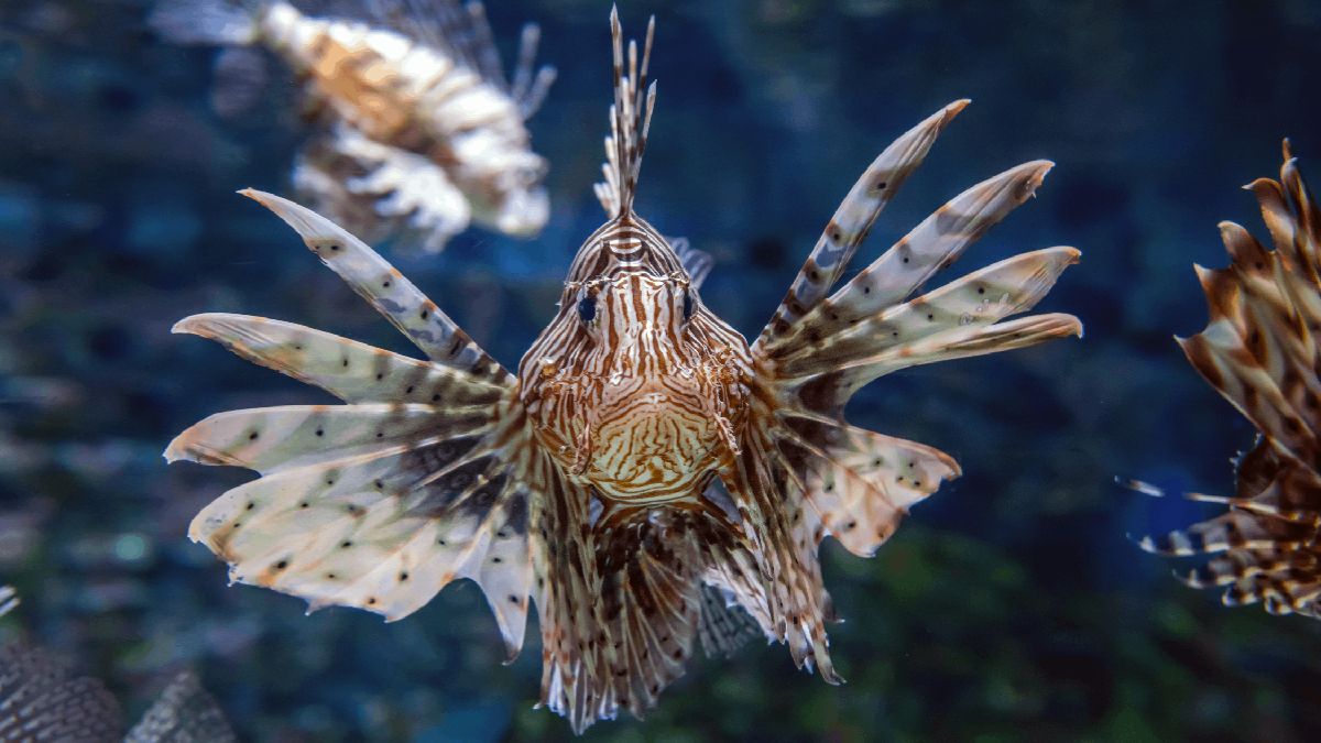 A espécie já ameaça o ecossistema nacional, afetando a biodiversidade e a renda de comunidades que dependem de peixes nativos para o sustento / Divulgação