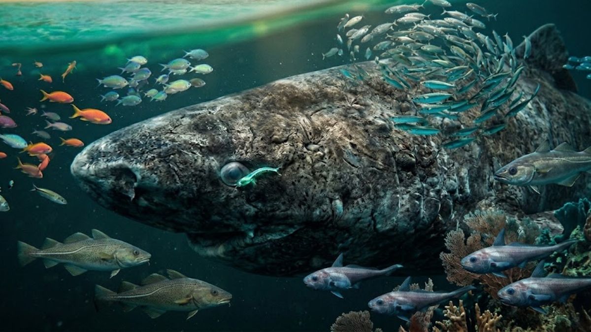 Ele normalmente costuma a se alimentar de peixes como o bacalhau e arenque, além de criaturas marinhas como lulas e afins (Google Gemini/Imagem Gerada por IA)