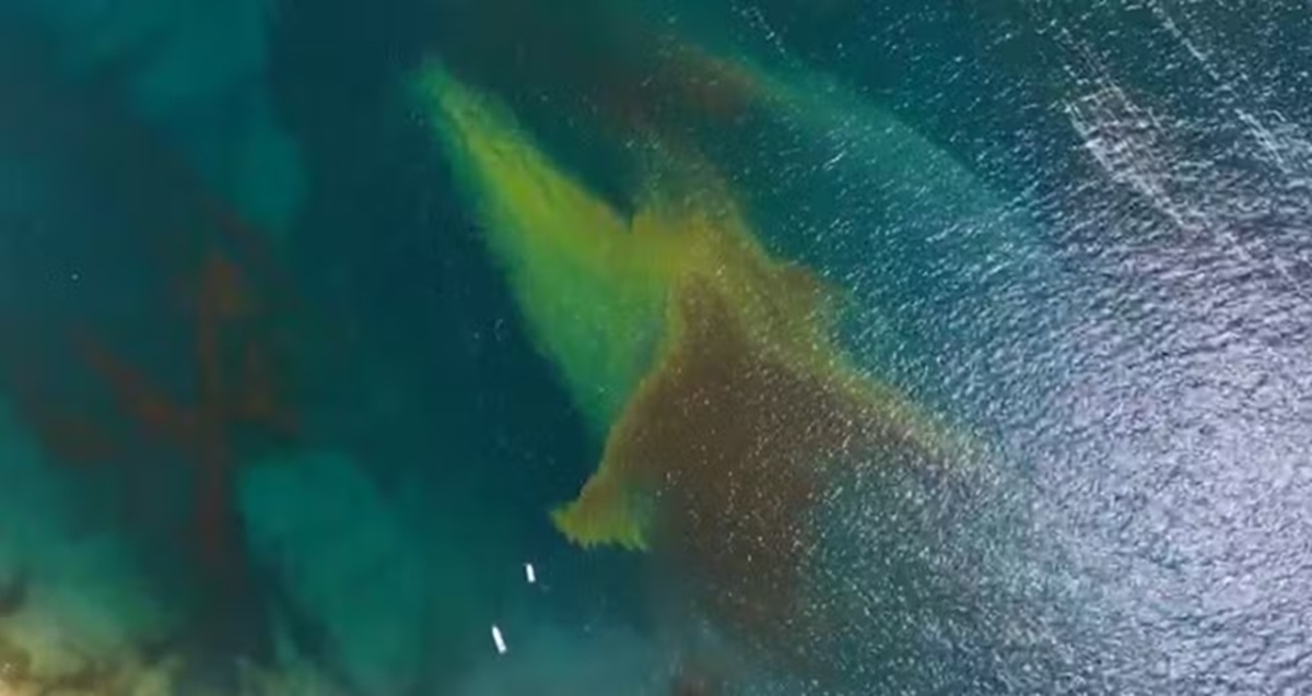 Mancha vermelha não é tóxica, mas precisa ser evitada, afirma Cetesb