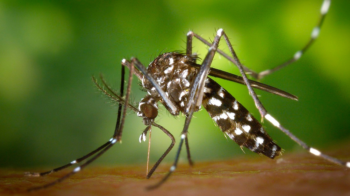 De acordo com especialistas, os mosquitos são atraídos principalmente pelos odores liberados pelo corpo humano. Pixabay