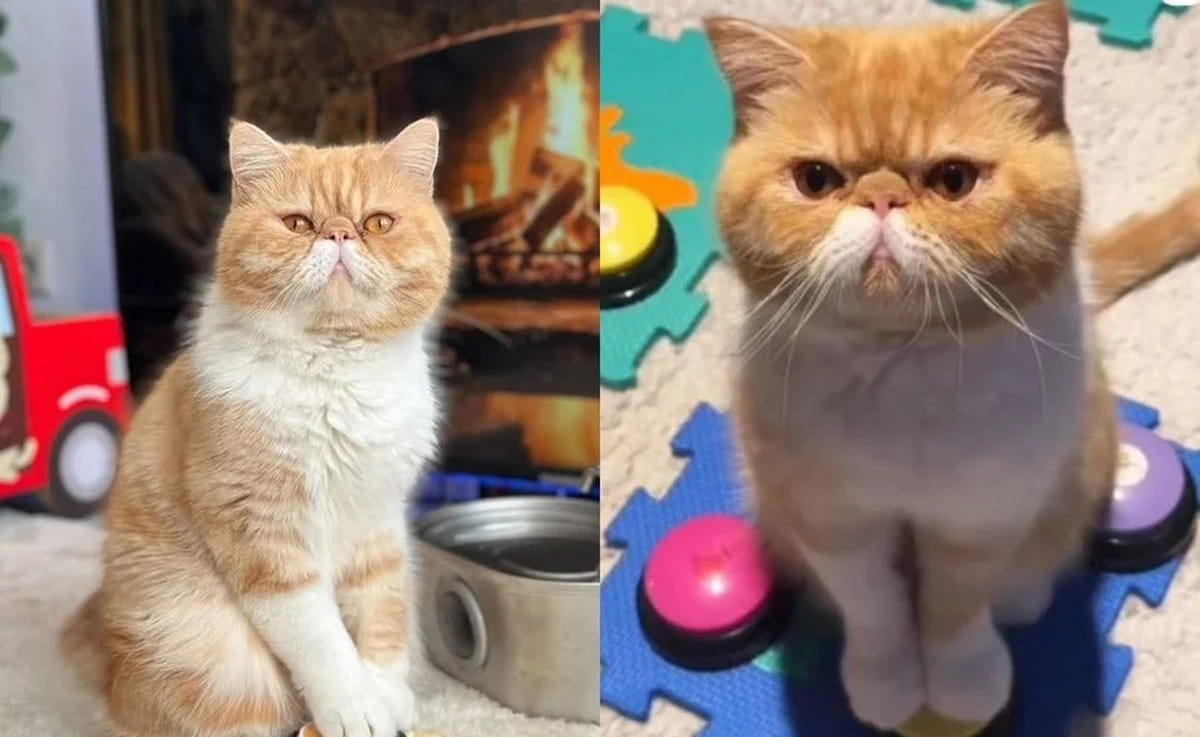 A proposta é simples, mas intrigante: o tutor faz perguntas e o felino responde pressionando botões dispostos em um tapete