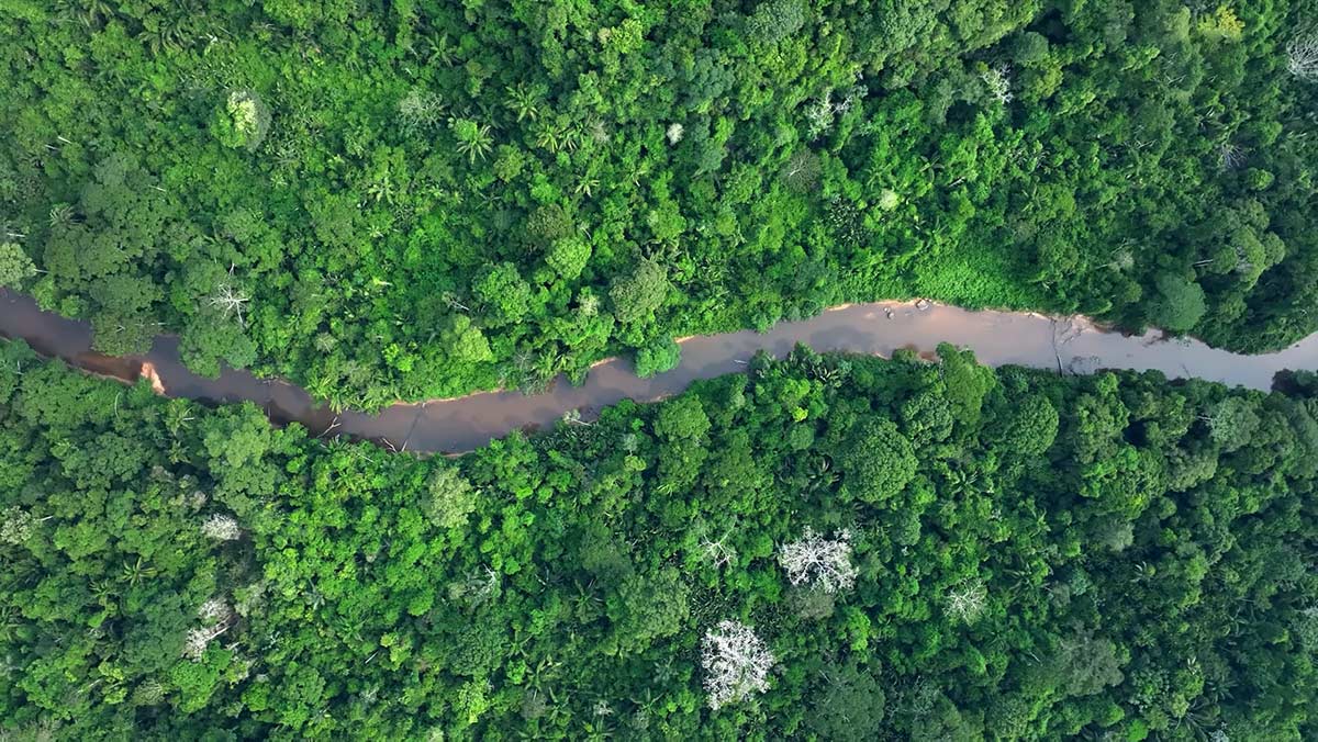 No Canal do Jari, as vitórias-régias flutuam serenamente, compondo um dos cenários mais emblemáticos da biodiversidade paraense
