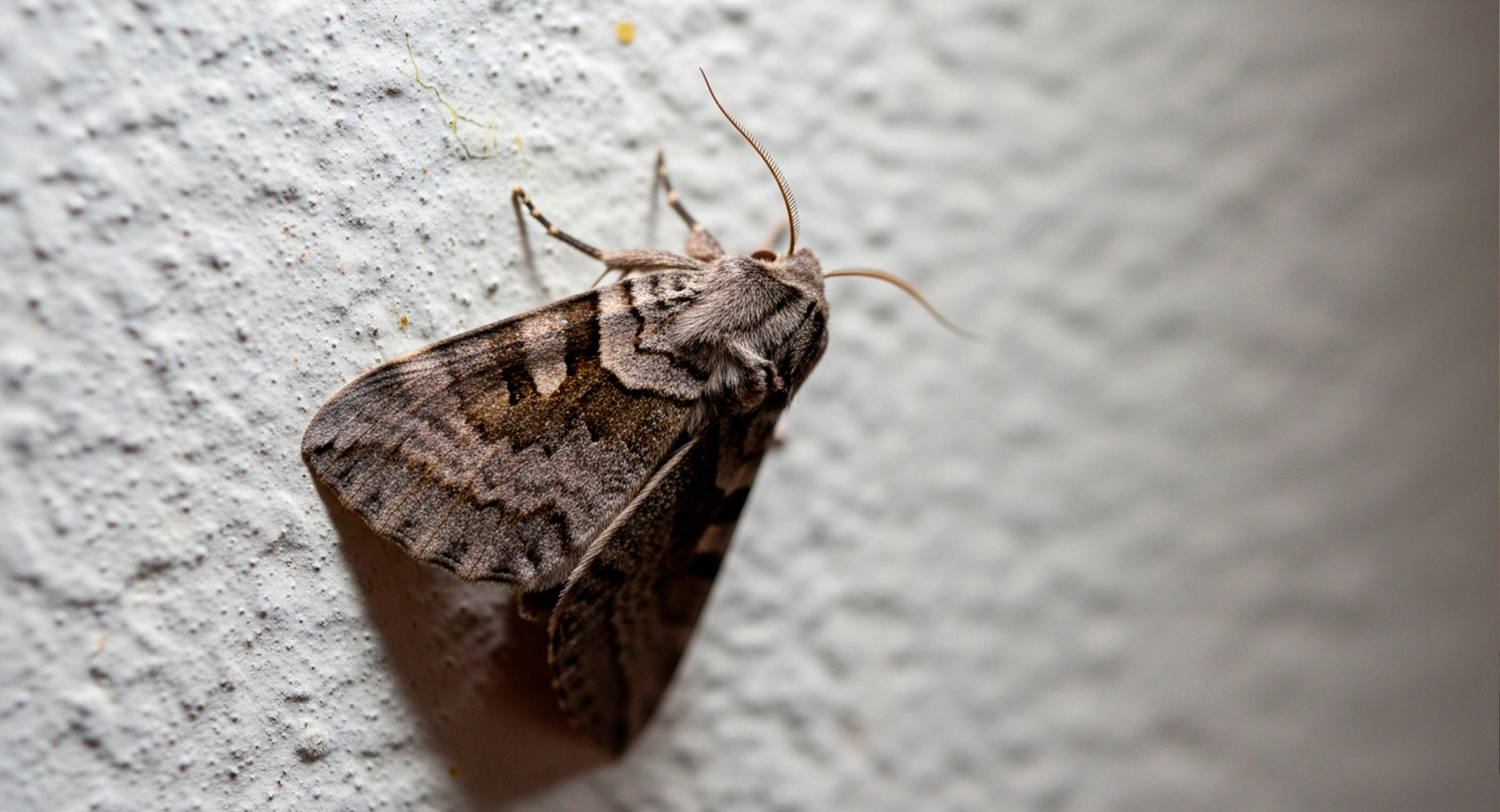 Muito comum na América do Sul e em outras regiões do continente americano, a mariposa-bruxa carrega uma reputação negativa em diversas culturas.