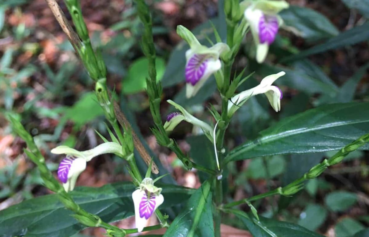 Reencontro com a espécie indica que áreas preservadas ainda podem abrigar plantas raras ou pouco documentadas