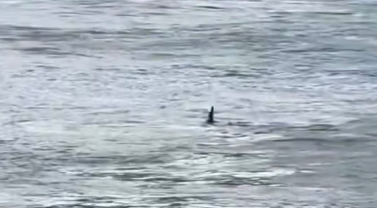 Apesar do susto, ninguém ficou ferido e o tubarão deixou o local pouco tempo depois, seguindo em direção ao alto mar