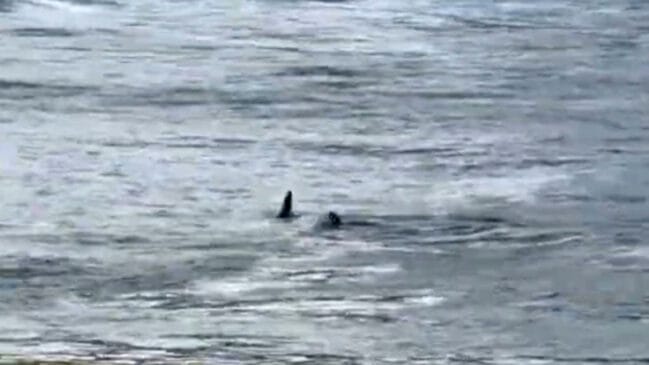 A presença desses animais perto da orla é um comportamento biológico esperado