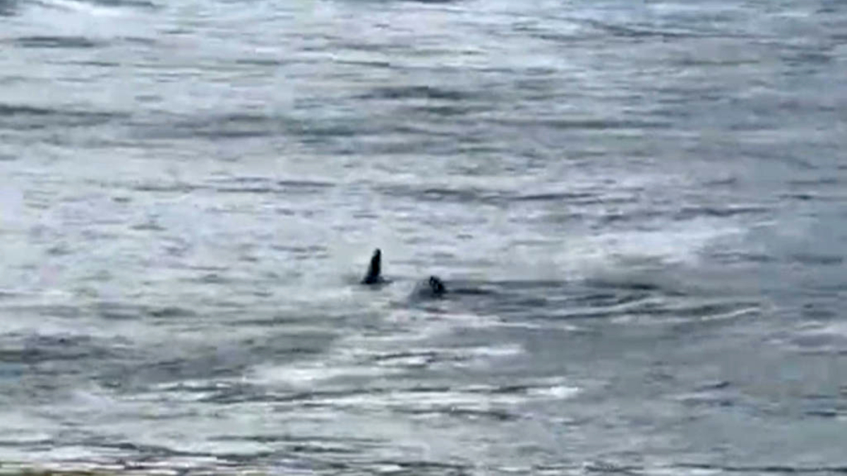 A presença desses animais perto da orla é um comportamento biológico esperado