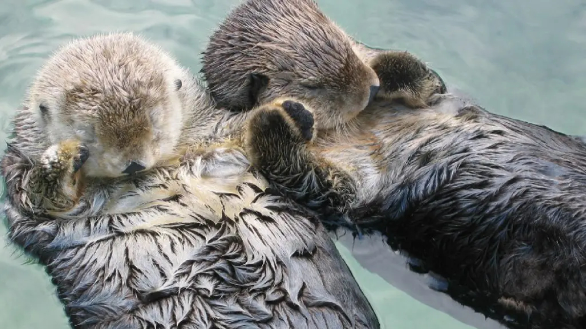 As lontras entrelaçam as patas, formando o que os cientistas chamam de jangadas